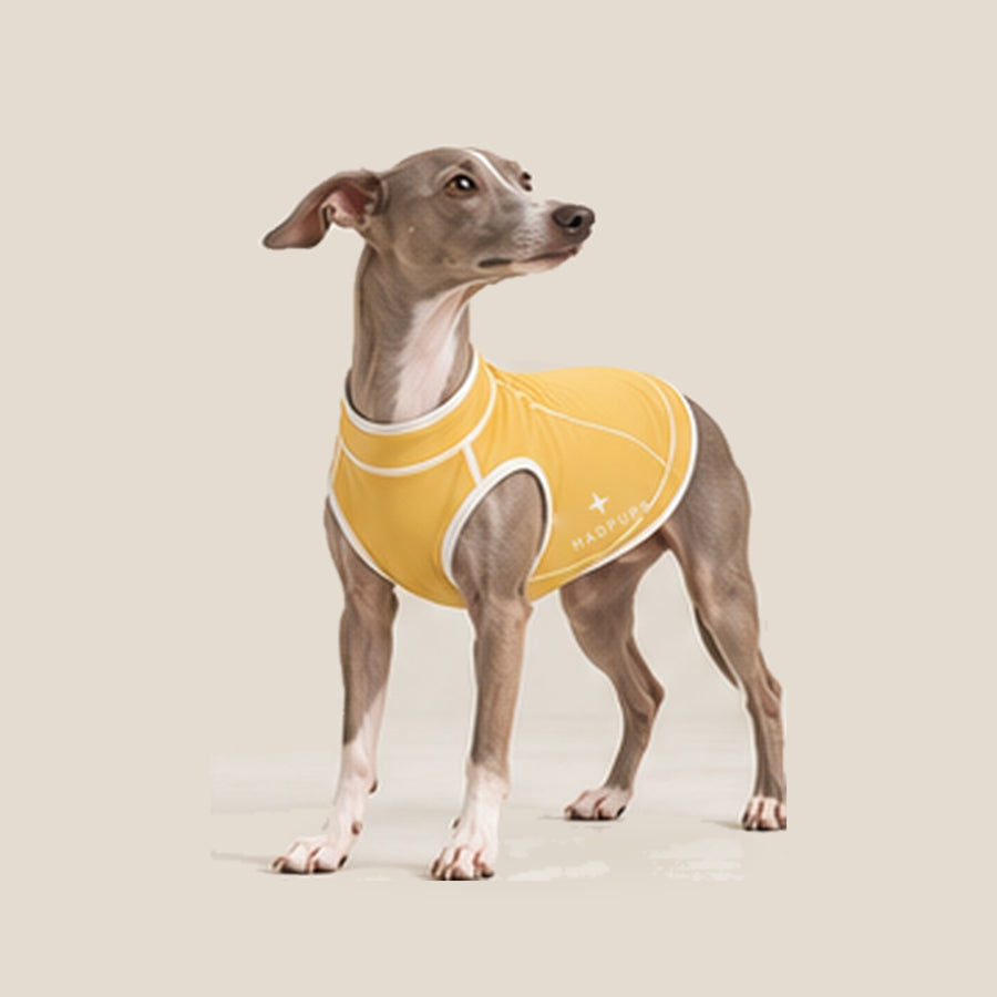 Italian Greyhound wearing a MADPUPS Summer Ease dog cooling shirt in Mustard Yellow with cream piping.